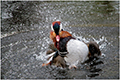 tierwelt