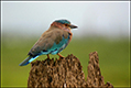 tierwelt