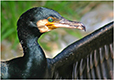 tierwelt