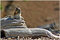 tierwelt