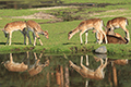 tierwelt