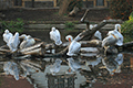 tierwelt
