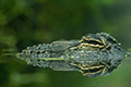 tierwelt