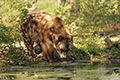 tierwelt