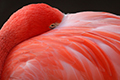 tierwelt