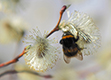 tierwelt