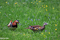 tierwelt
