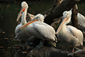 tierwelt