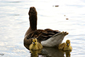 tierwelt