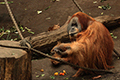 tierwelt