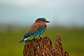 tierwelt