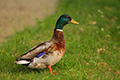 tierwelt