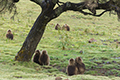 tierwelt