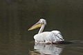 tierwelt