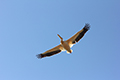 tierwelt
