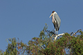 tierwelt