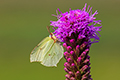 tierwelt