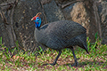 tierwelt