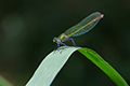 tierwelt