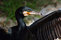 tierwelt
