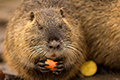 tierwelt
