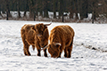 tierwelt