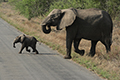 tierwelt