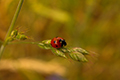 tierwelt