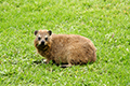 tierwelt